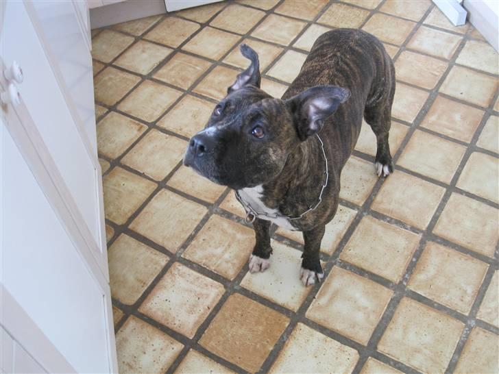 Amerikansk staffordshire terrier Tøsen billede 4