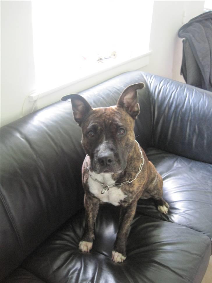 Amerikansk staffordshire terrier Tøsen billede 5
