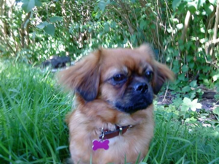 Tibetansk spaniel Bubi billede 20