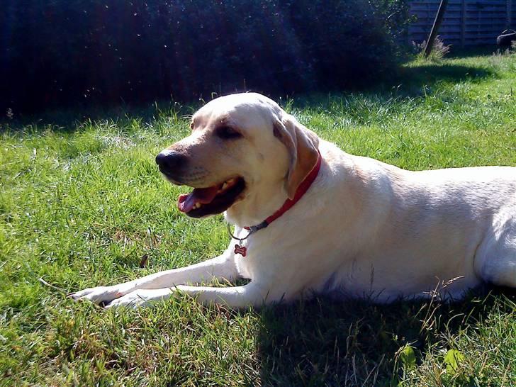 Labrador retriever Melanie billede 10