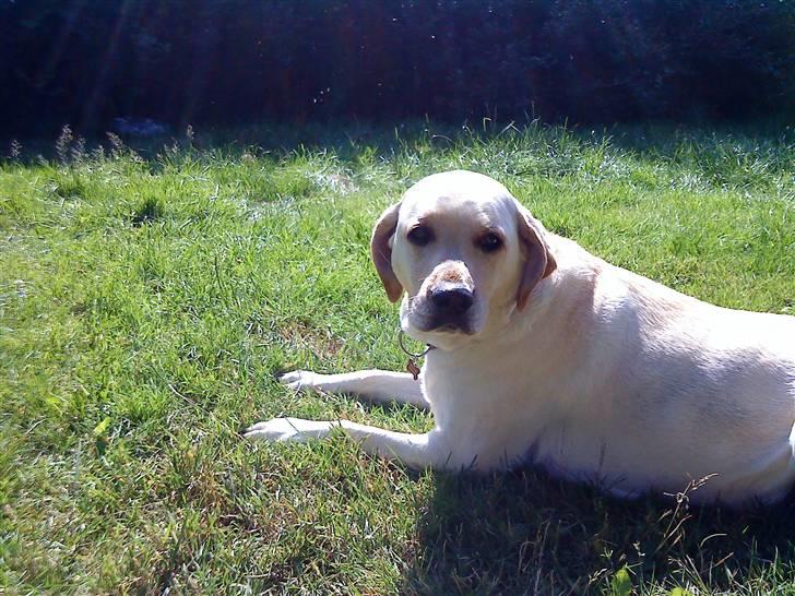 Labrador retriever Melanie billede 11