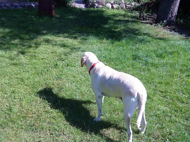 Labrador retriever Melanie billede 12