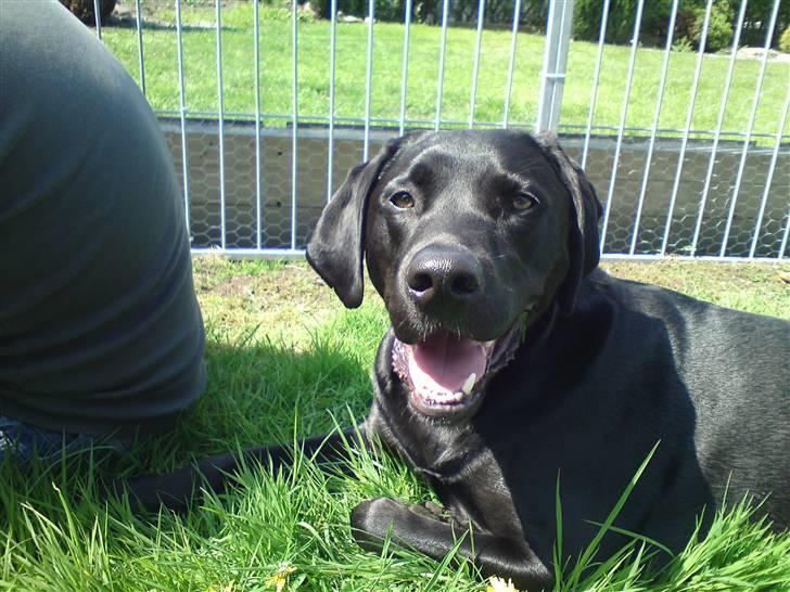 Blanding af racer Tyson billede 13