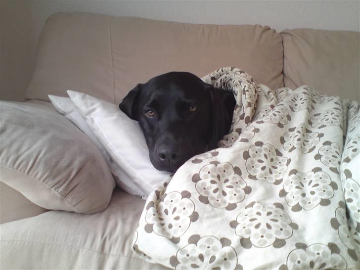 Blanding af racer Tyson billede 14