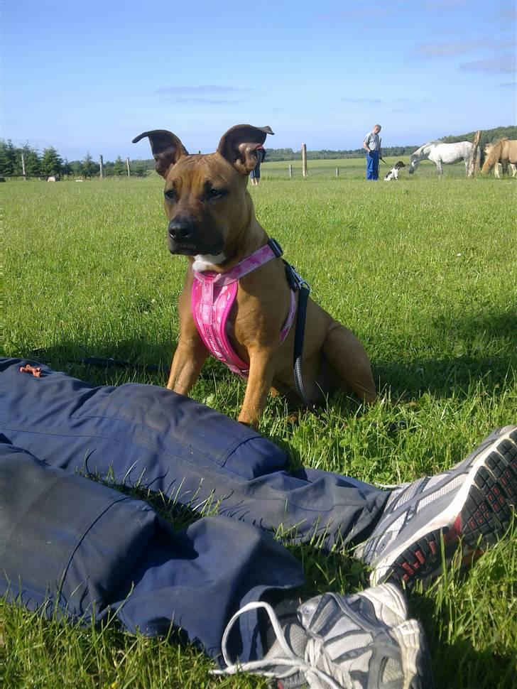 Amerikansk staffordshire terrier Mille - Hundetræning billede 15