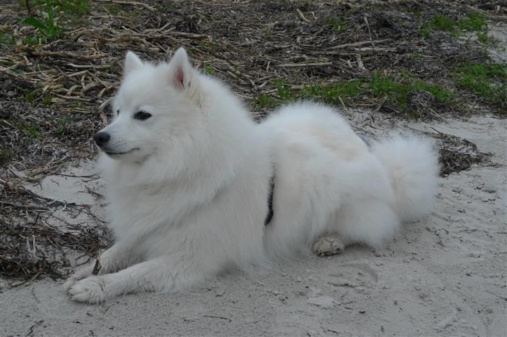 Japansk spids Liina billede 6