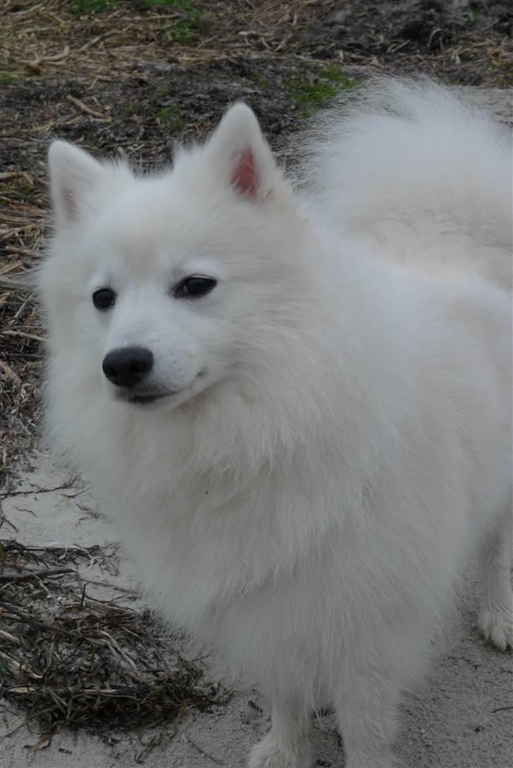 Japansk spids Liina billede 7