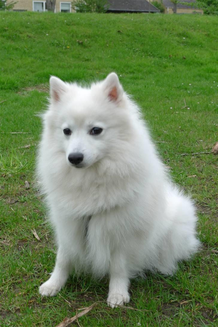 Japansk spids Liina billede 9