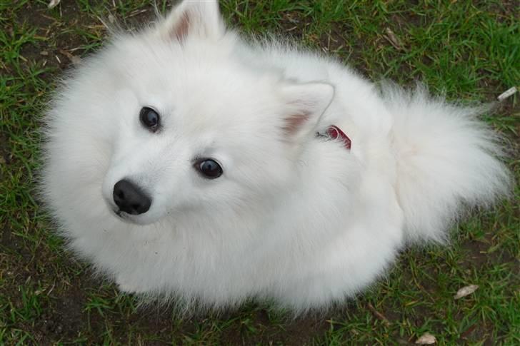 Japansk spids Liina billede 10