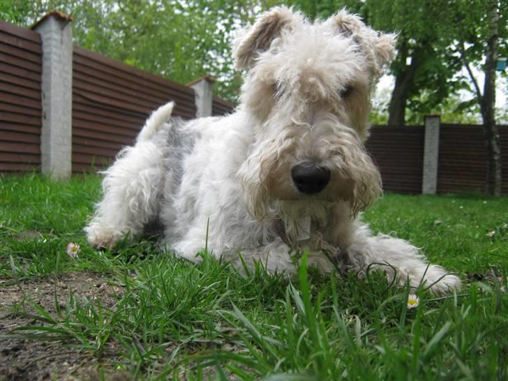 Ruhåret foxterrier Rasmus billede 1