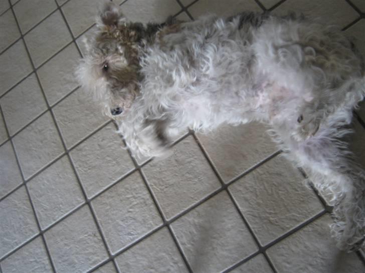 Ruhåret foxterrier Rasmus billede 5