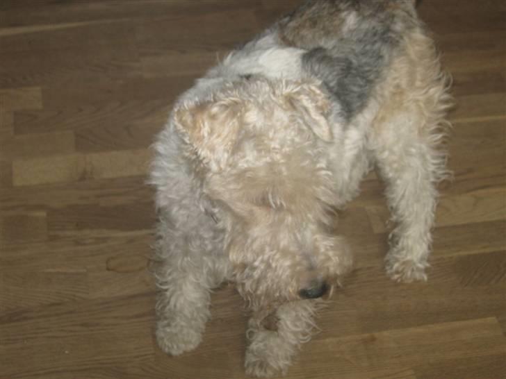 Ruhåret foxterrier Rasmus billede 7