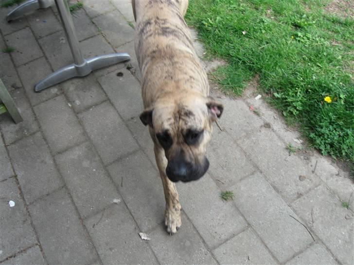 Dogo canario Becco billede 2