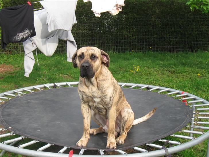 Dogo canario Becco billede 3