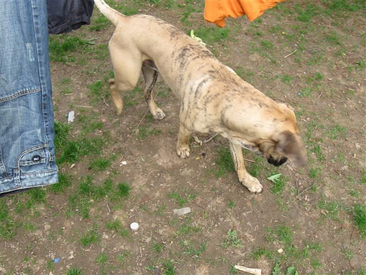 Dogo canario Becco billede 4