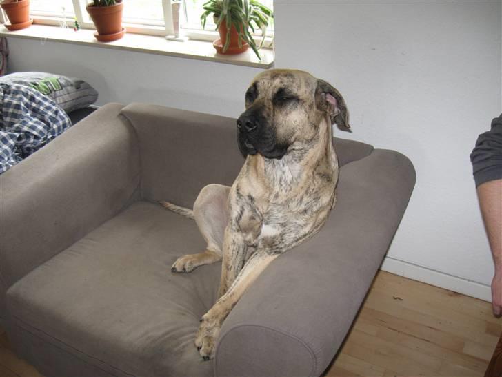 Dogo canario Becco billede 5