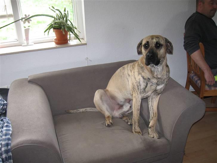 Dogo canario Becco billede 6