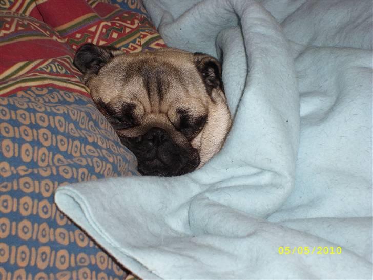 Mops - Danita's Ditte  - Zzzzz billede 6