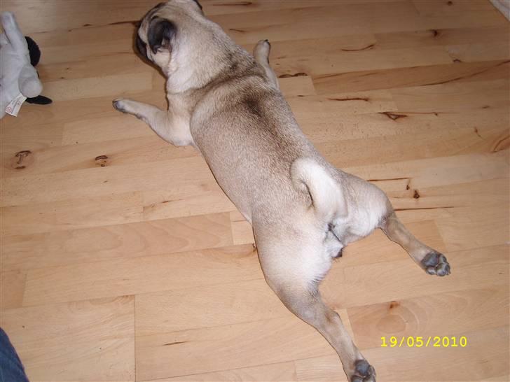 Mops - Danita's Ditte  - Yndlings stilling :) billede 7