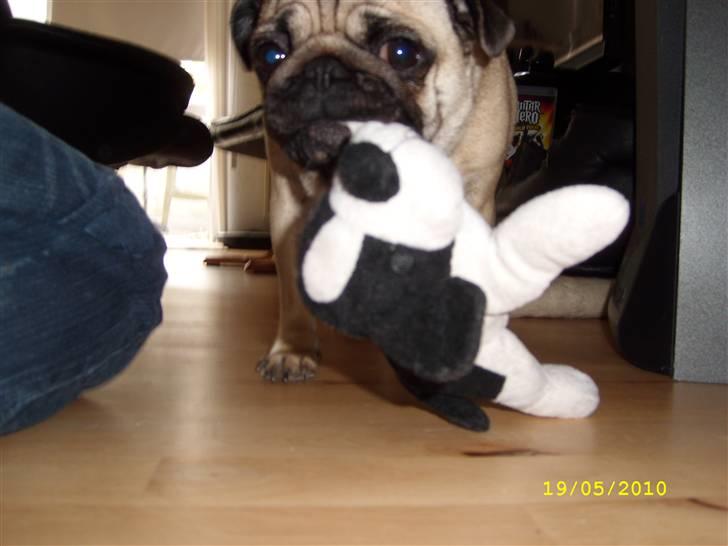 Mops - Danita's Ditte  - Ditte elsker bamser :) billede 8