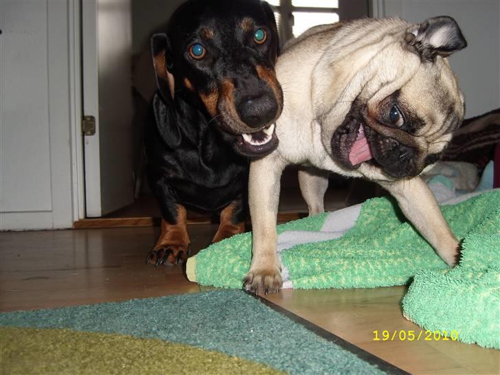 Mops - Danita's Ditte  - Her med hendes bedste ven Max.( Min søns hund.) billede 9