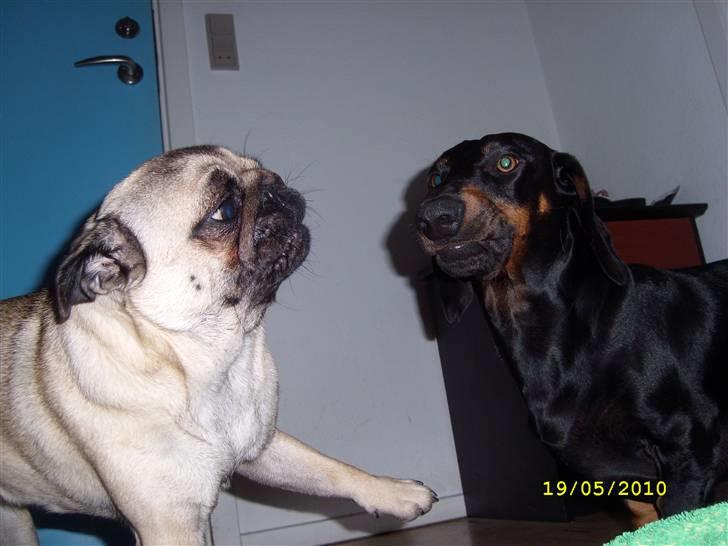 Mops - Danita's Ditte  - Kærlig leg med gravhunden Max billede 10