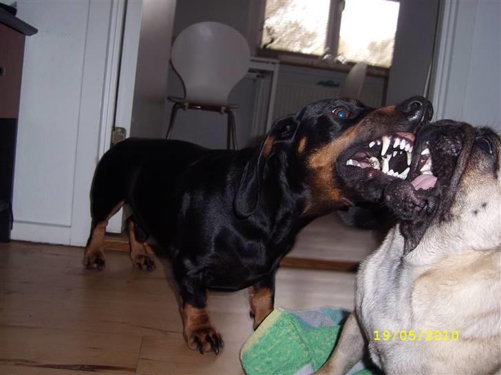 Mops - Danita's Ditte  - Bedste venner :) billede 11