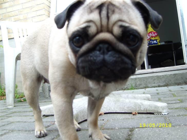 Mops - Danita's Ditte  - Close up <3 billede 12