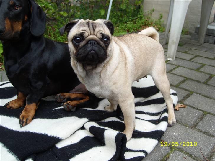 Mops - Danita's Ditte  - "Det er nu bedst at være to" billede 13