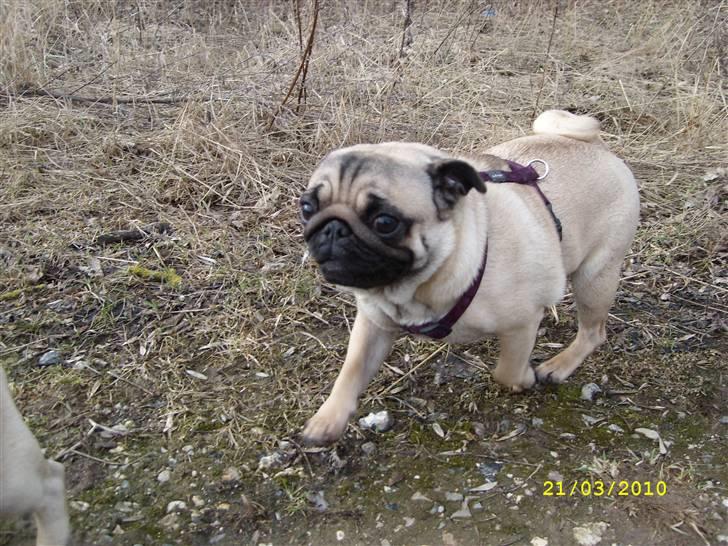 Mops - Danita's Ditte  - Ditte i fri trav billede 14