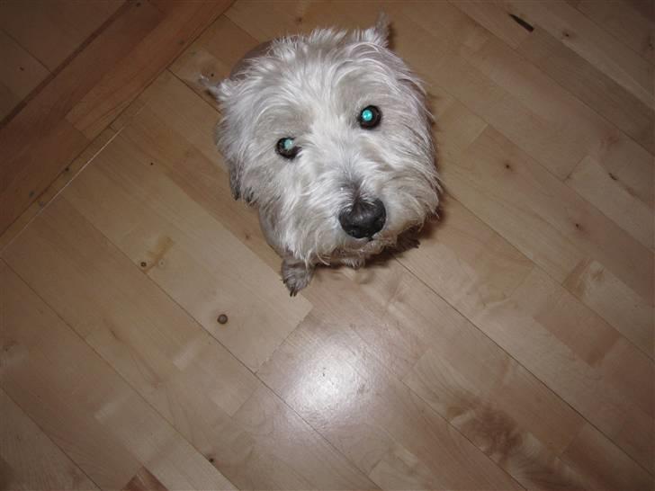 West highland white terrier Gismo billede 3