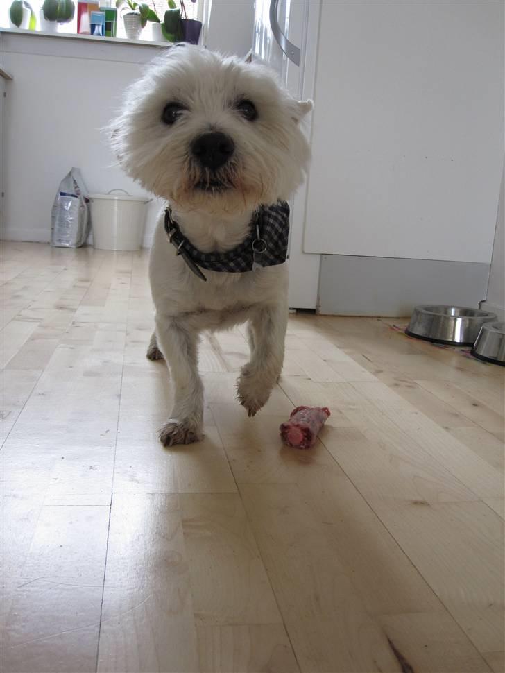 West highland white terrier Gismo billede 4