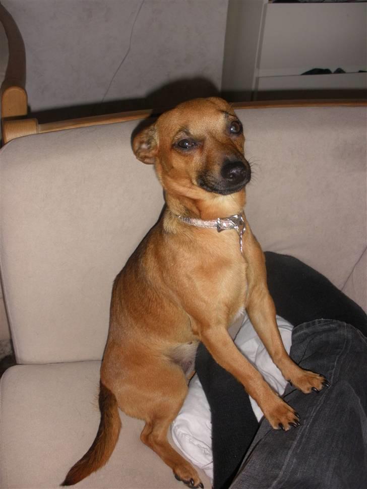 Blanding af racer Titi chihuahua/dværgpinsc - Leger med far billede 8