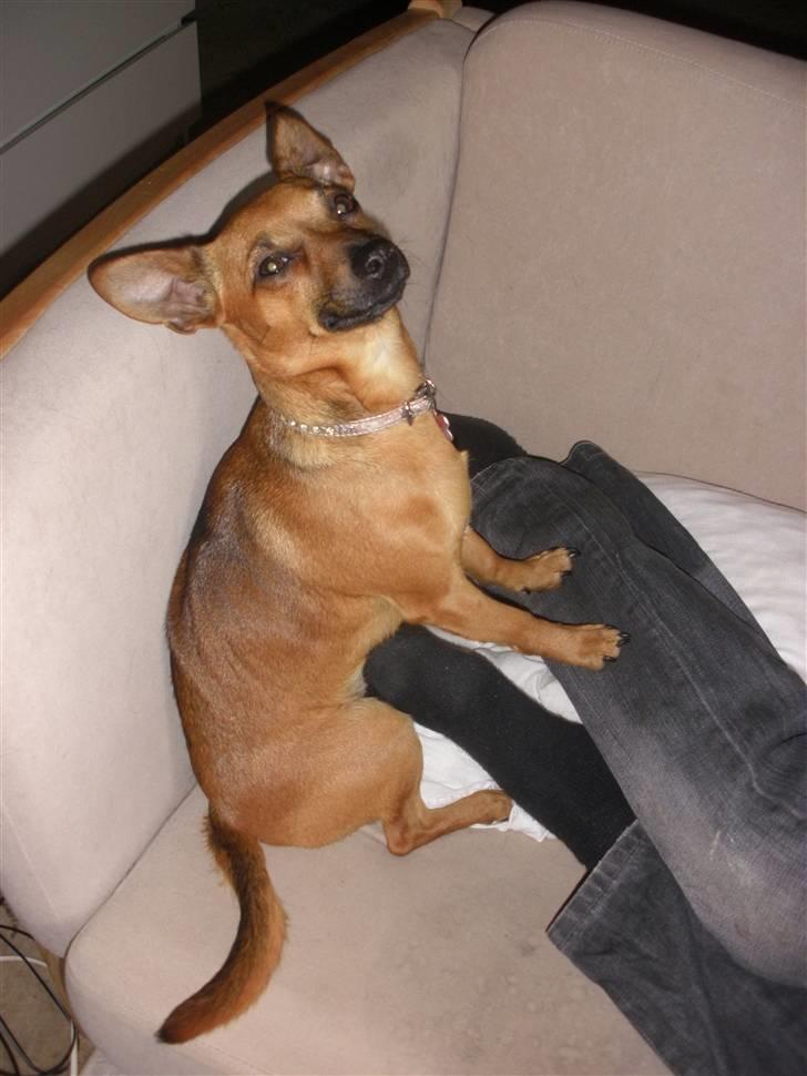 Blanding af racer Titi chihuahua/dværgpinsc - Lege igen med far billede 9