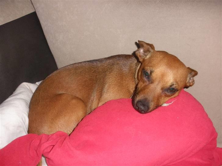 Blanding af racer Titi chihuahua/dværgpinsc - Putte  billede 10