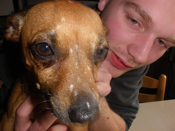 Blanding af racer Titi chihuahua/dværgpinsc - Synes ikke mor skulle bage alene billede 11