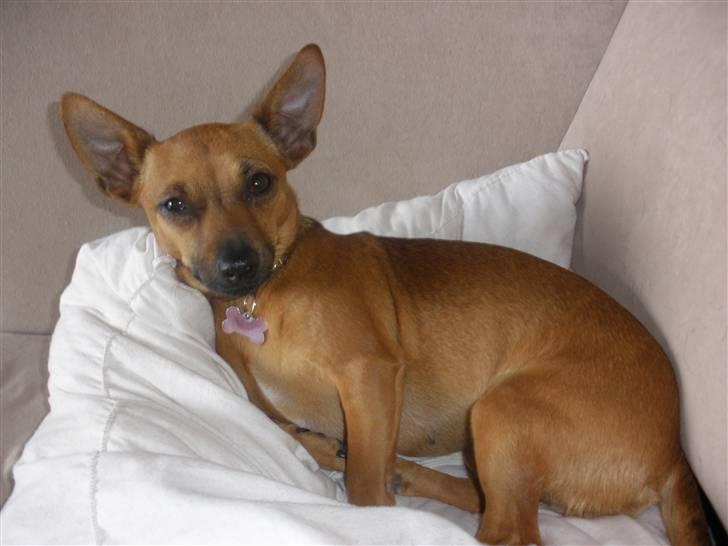 Blanding af racer Titi chihuahua/dværgpinsc - Gå væk mor billede 12