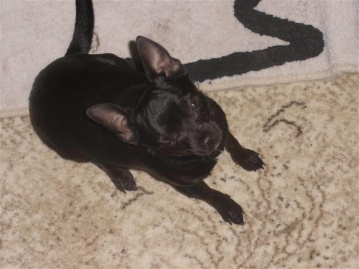 Blanding af racer Bella chihuahua/dværgpins - Hvad laver du mor? billede 8