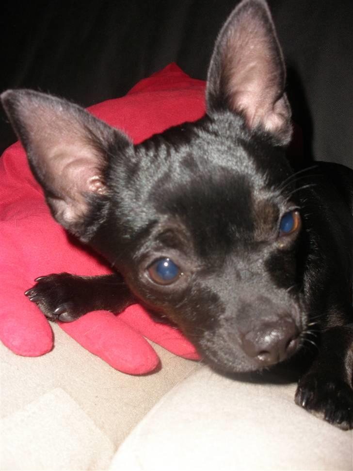 Blanding af racer Bella chihuahua/dværgpins - Heeh jeg kome tæt på billede 9