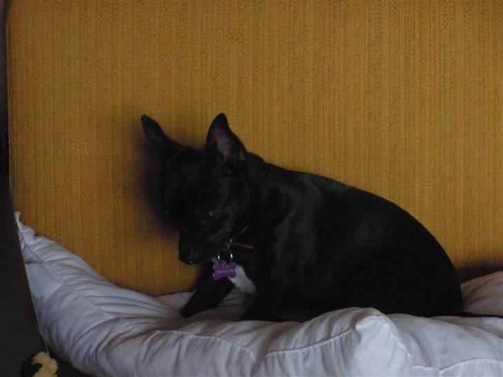 Blanding af racer Bella chihuahua/dværgpins - Ejj hvor er jeg træt billede 12