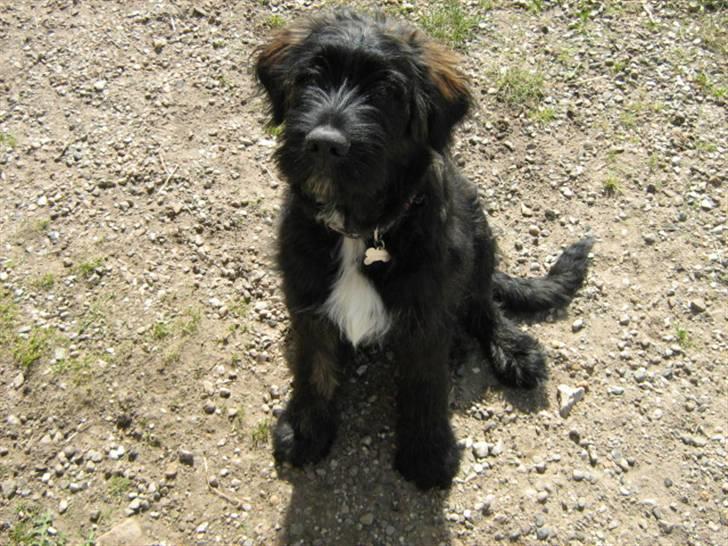 Blanding af racer Luffe billede 1