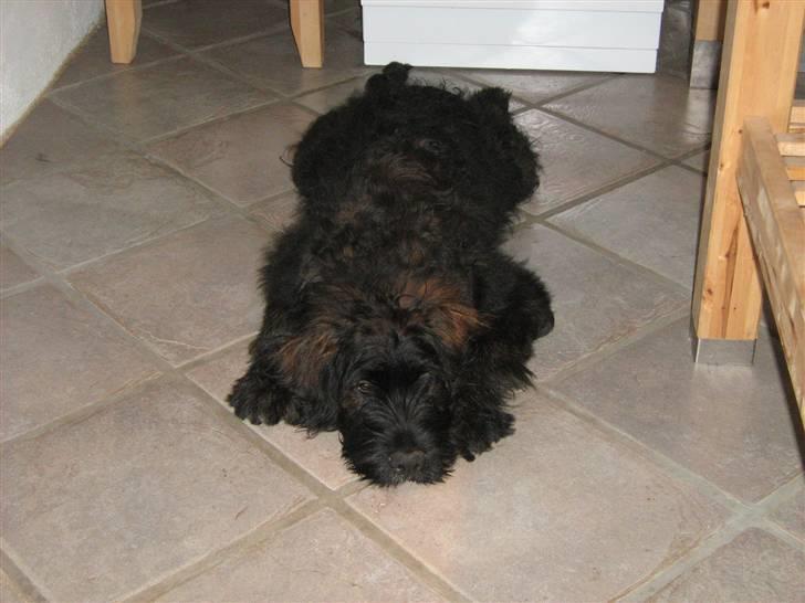 Blanding af racer Luffe billede 2