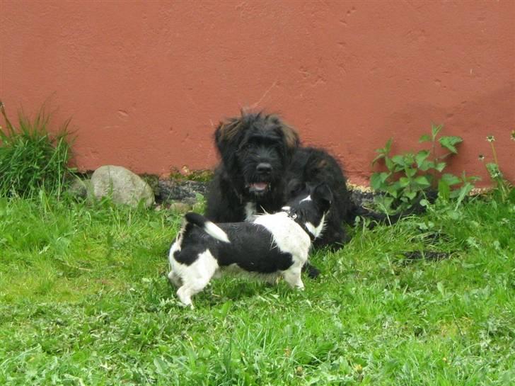 Blanding af racer Luffe - Luffe tumler med Ivan billede 3