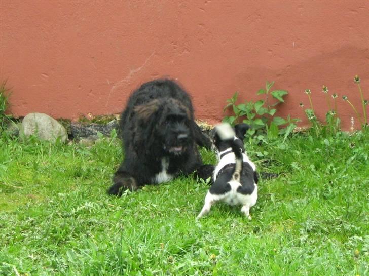 Blanding af racer Luffe billede 4