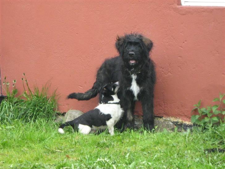 Blanding af racer Luffe billede 5