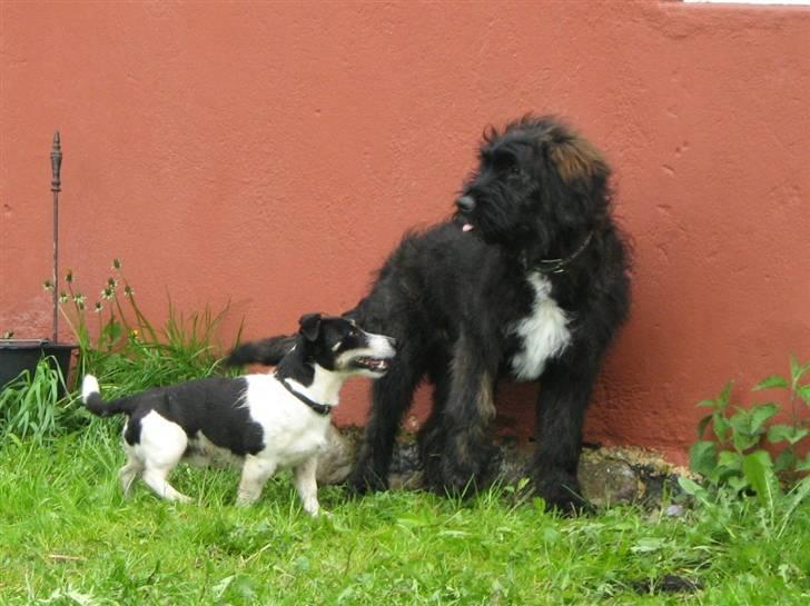 Blanding af racer Luffe billede 6