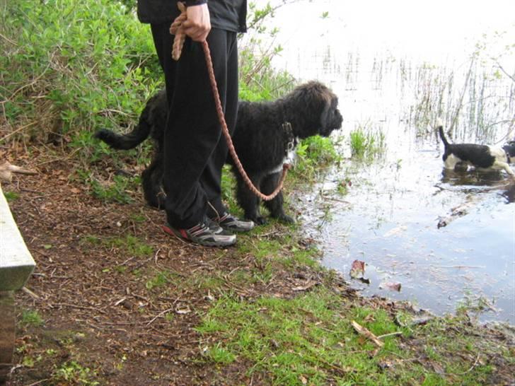 Blanding af racer Luffe - Luffe med til søen første gang billede 7