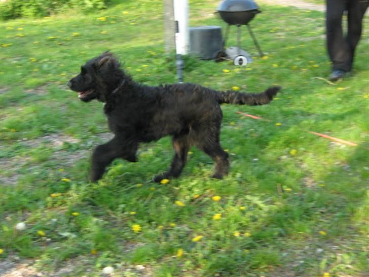 Blanding af racer Luffe billede 8