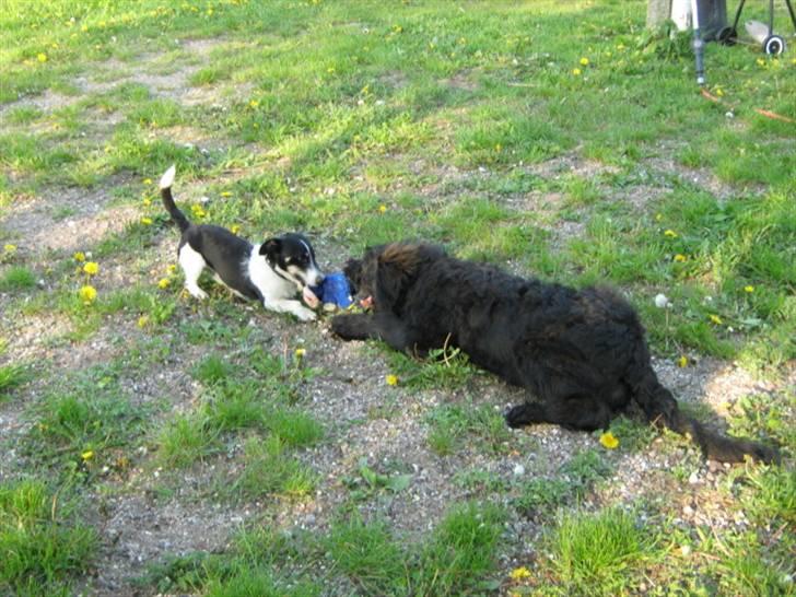 Blanding af racer Luffe - Kamp om Bamse ;) billede 9