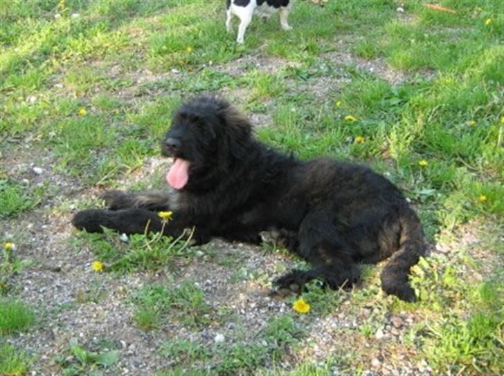 Blanding af racer Luffe billede 10